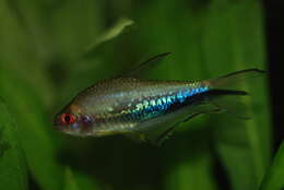 Image of Rainbow tetra