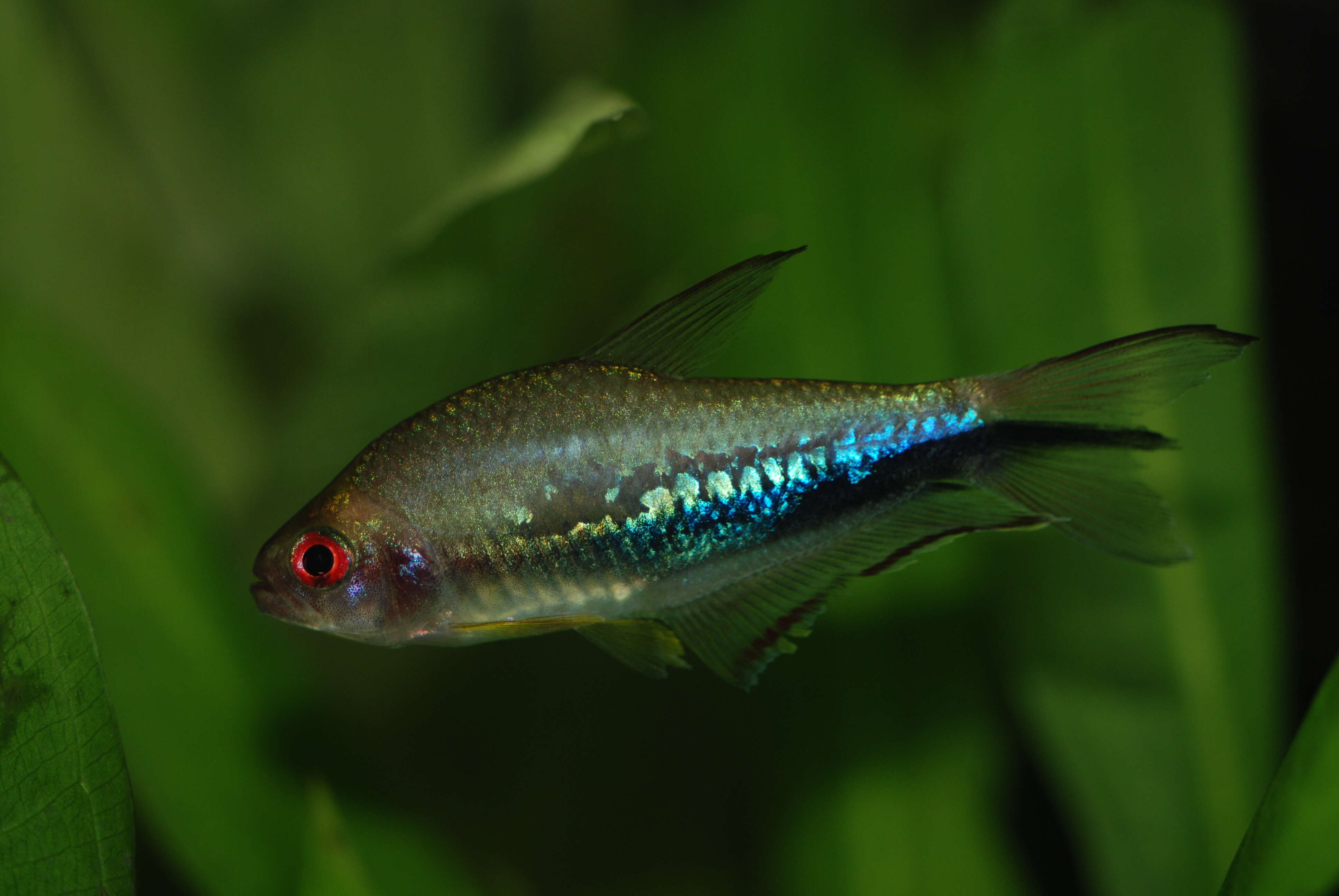 Image of Rainbow tetra