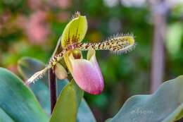 Imagem de Paphiopedilum victoria-regina (Sander) M. W. Wood