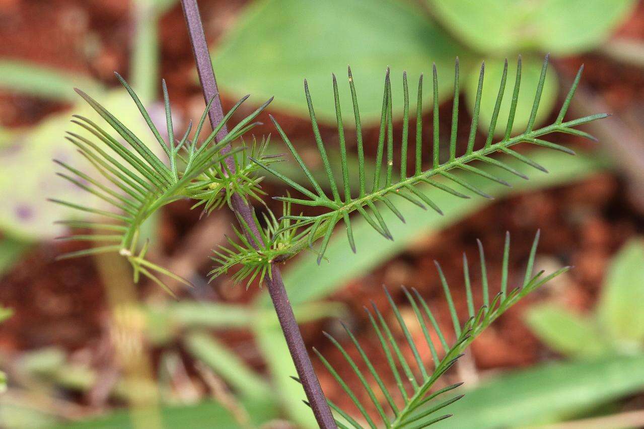 Image of Cypress Vine