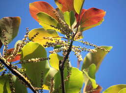 Image de Terminalia bellirica (Gaertn.) Roxb.