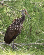 Image of limpkins