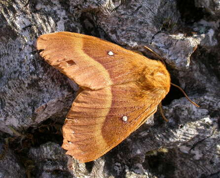 Image of oak eggar