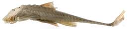 Image of loricariid catfish