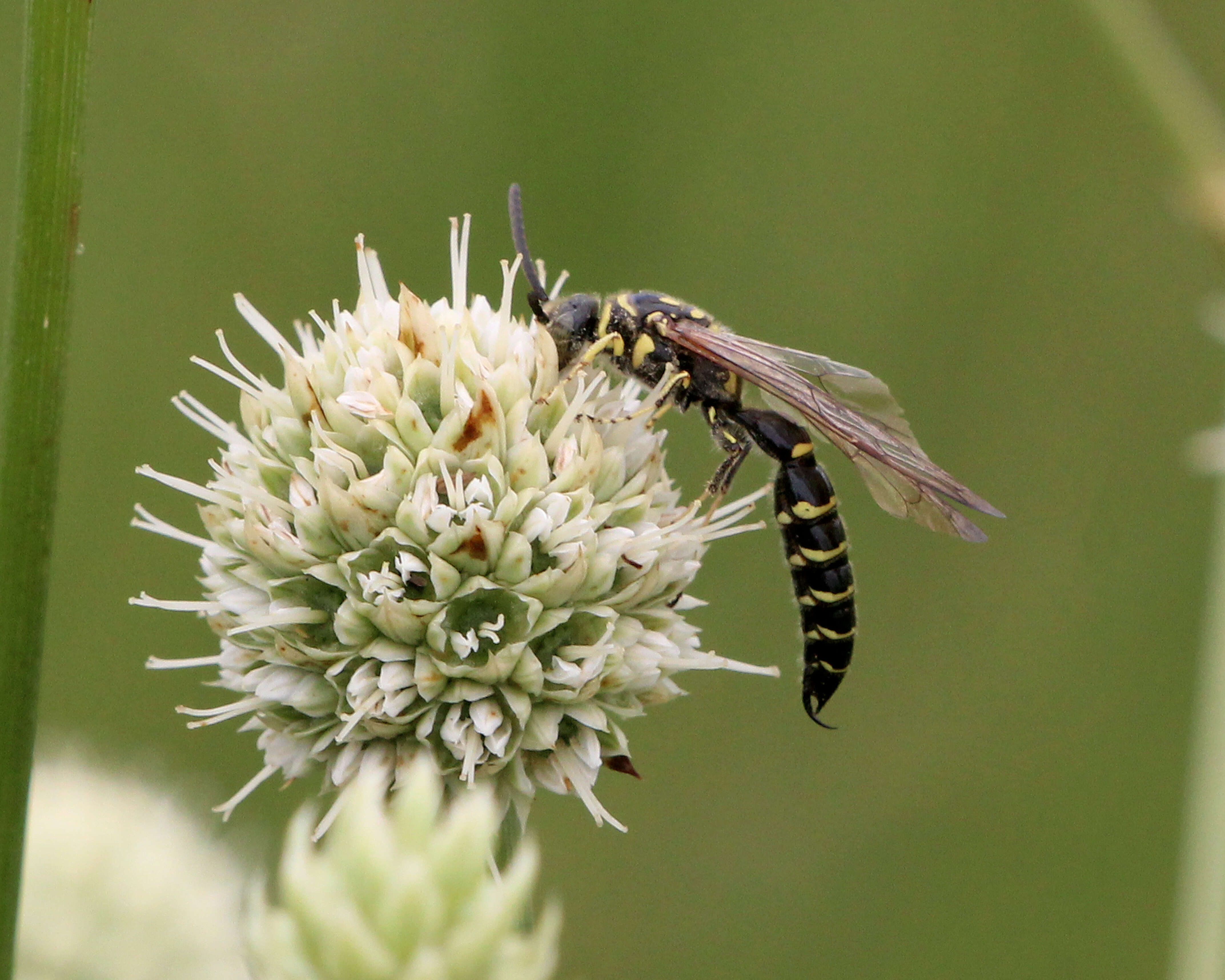 Слика од Myzinum maculatum (Fabricius 1793)