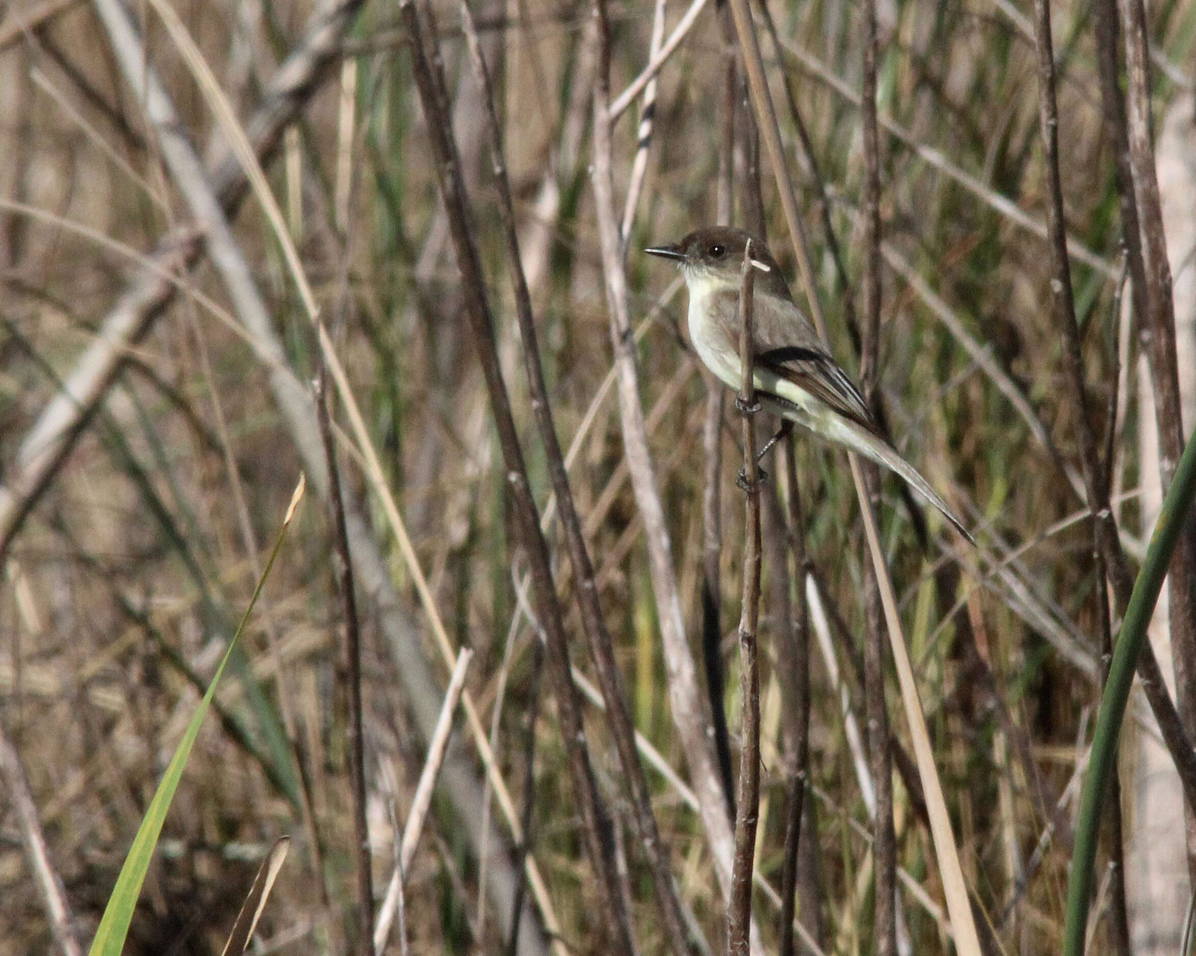 Image of Eastern Phoebe