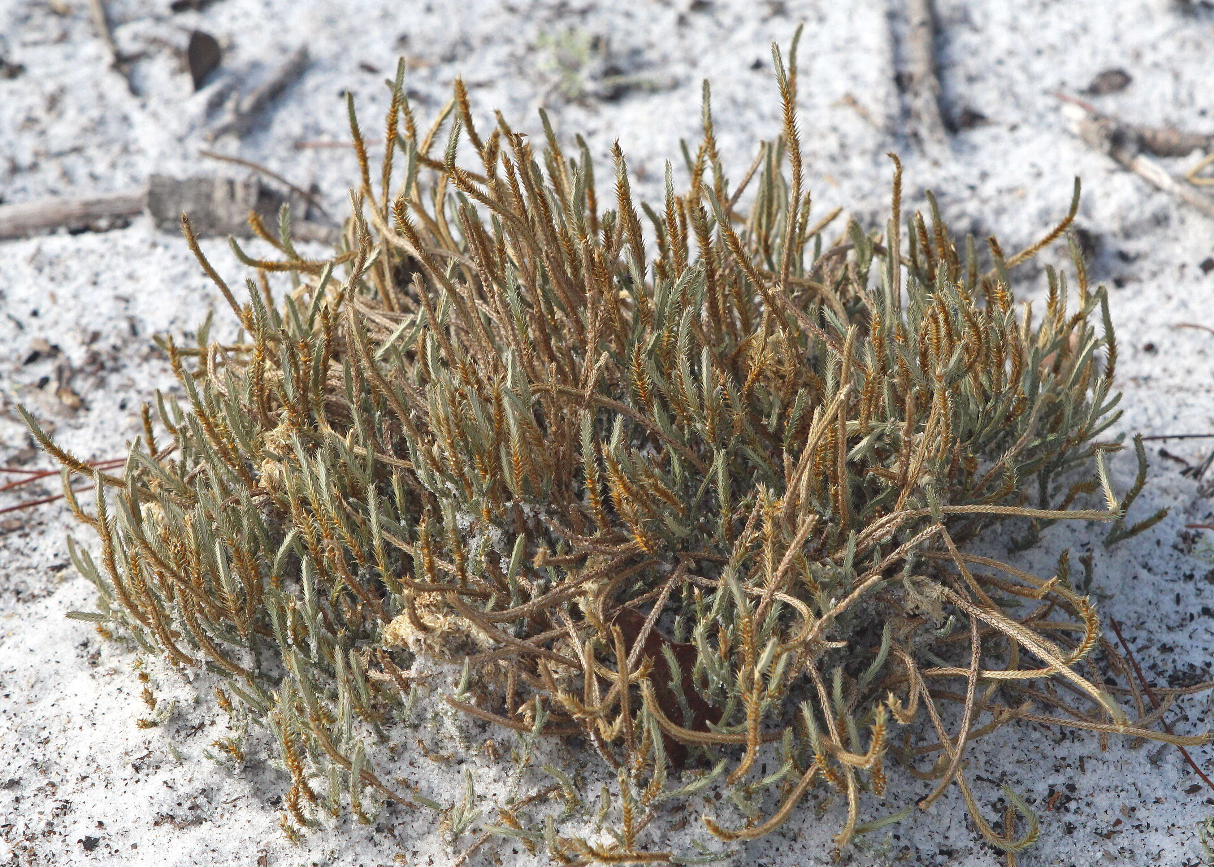 Image de Selaginella arenicola Underw.