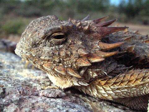 Image of Regal Horned Lizard