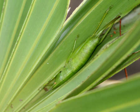 Image of Palmetto Conehead