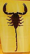 Image of Flat rock scorpion