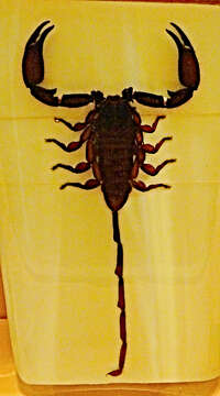 Image of Flat rock scorpion