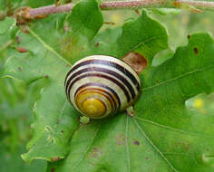 Image of White-lipped banded snail