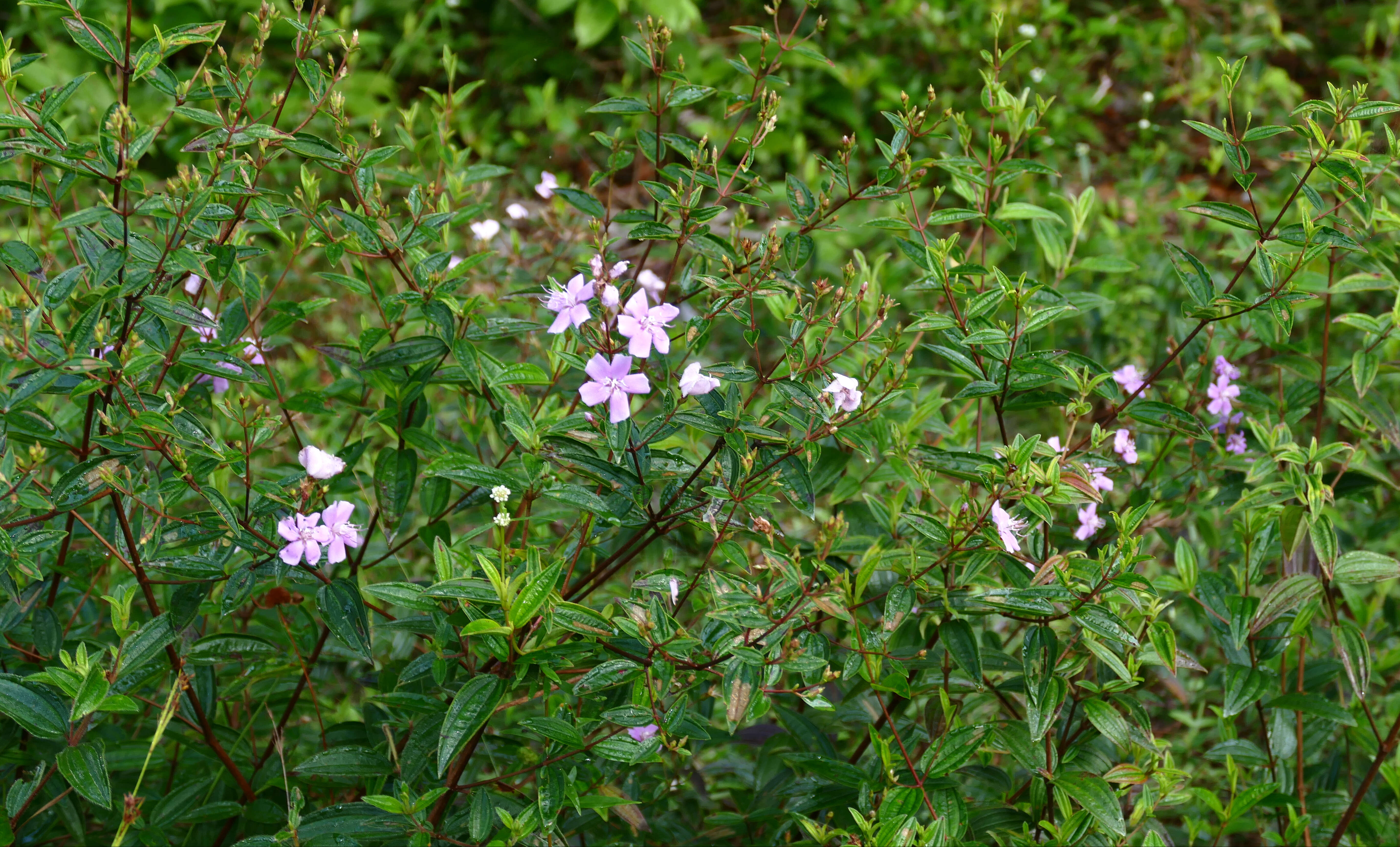 Imagem de Pleroma tibouchinum (Desr.) Triana