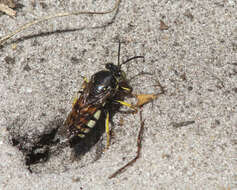 Bicyrtes quadrifasciatus (Say 1824) resmi