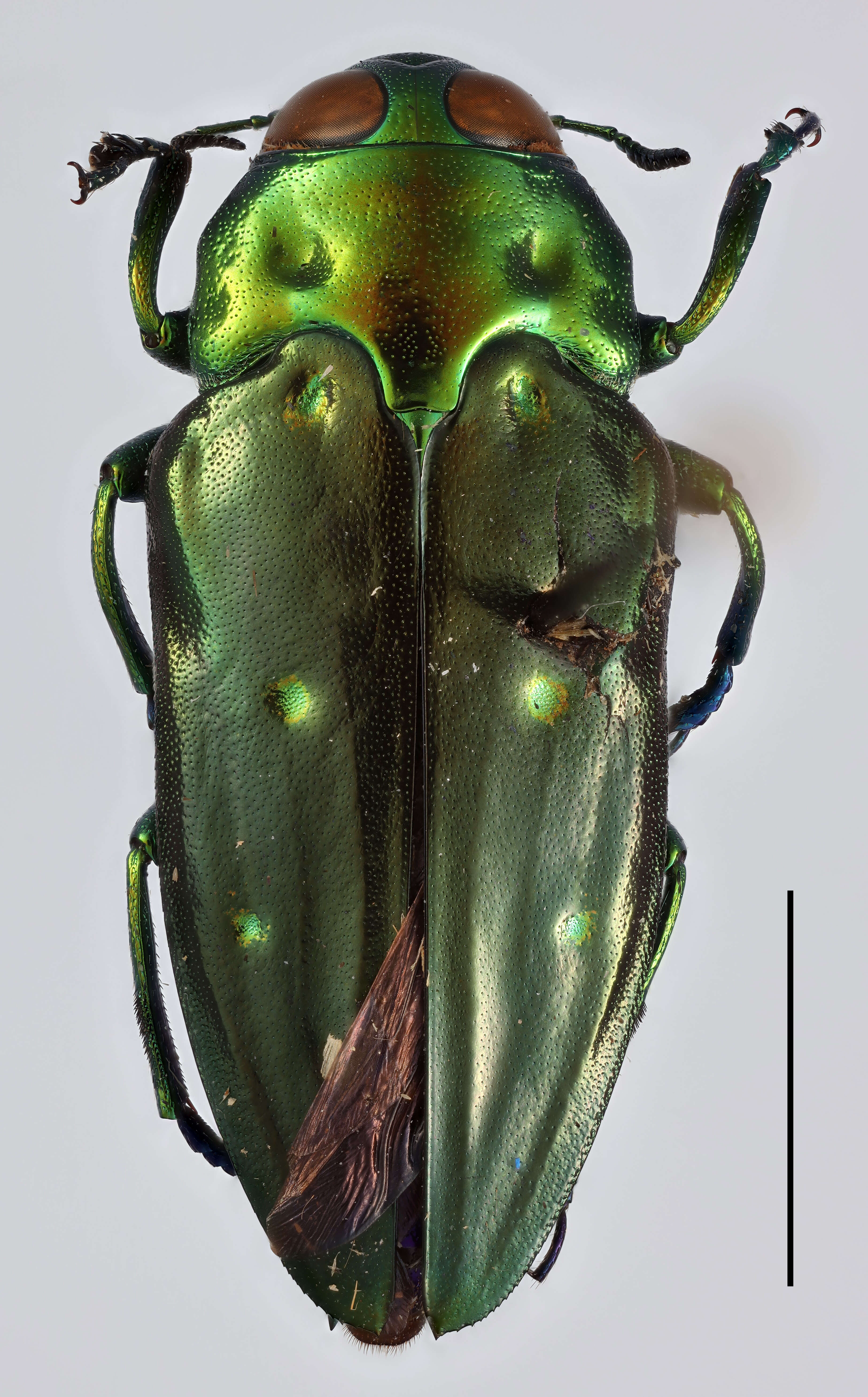 Image of Chrysobothris sexpunctata (Fabricius 1801)