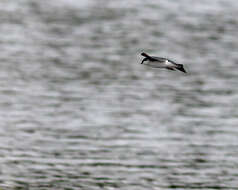 Image of Tachycineta Swallows