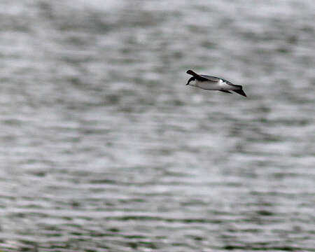 Image of Tachycineta Swallows