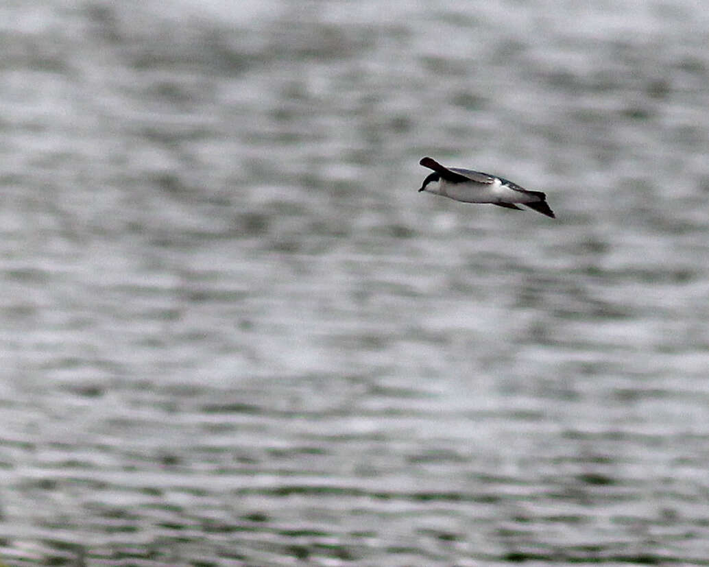 Image of Tachycineta Swallows