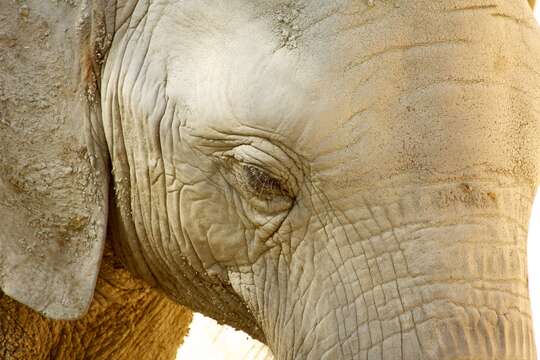 Image of African bush elephant