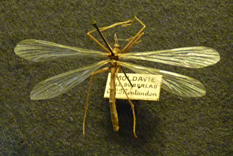 Image of Bittacus italicus (Müller 1766)