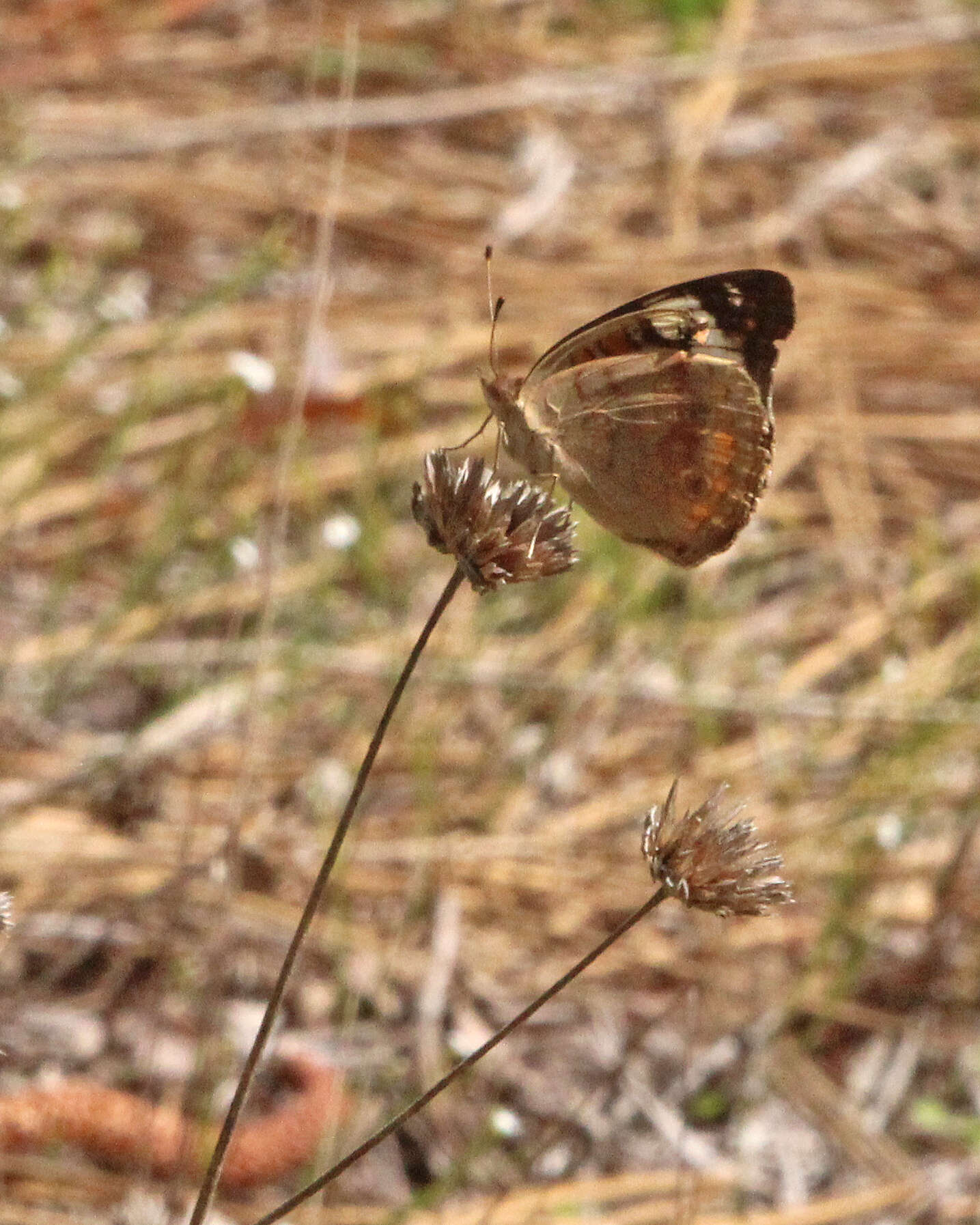 Image of Common buckeye