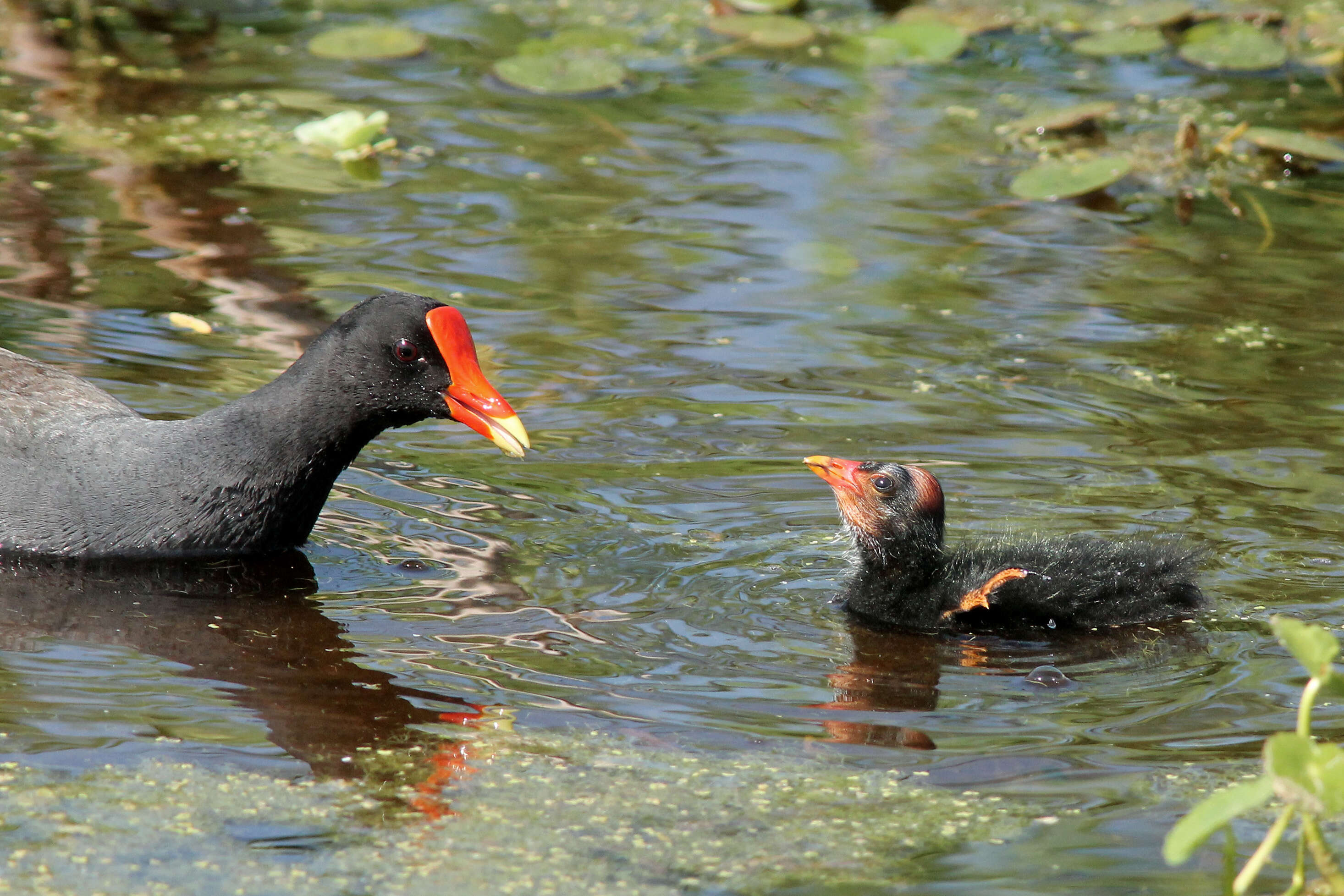 Image of Common Gallinule