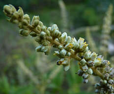 Слика од Buddleja americana L.