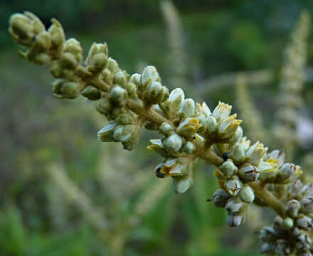 Sivun Buddleja americana L. kuva