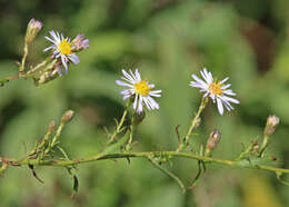 Image of rice button aster