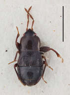 Image of Plinthisus (Nanoplinthisus) muticus Slater 1964