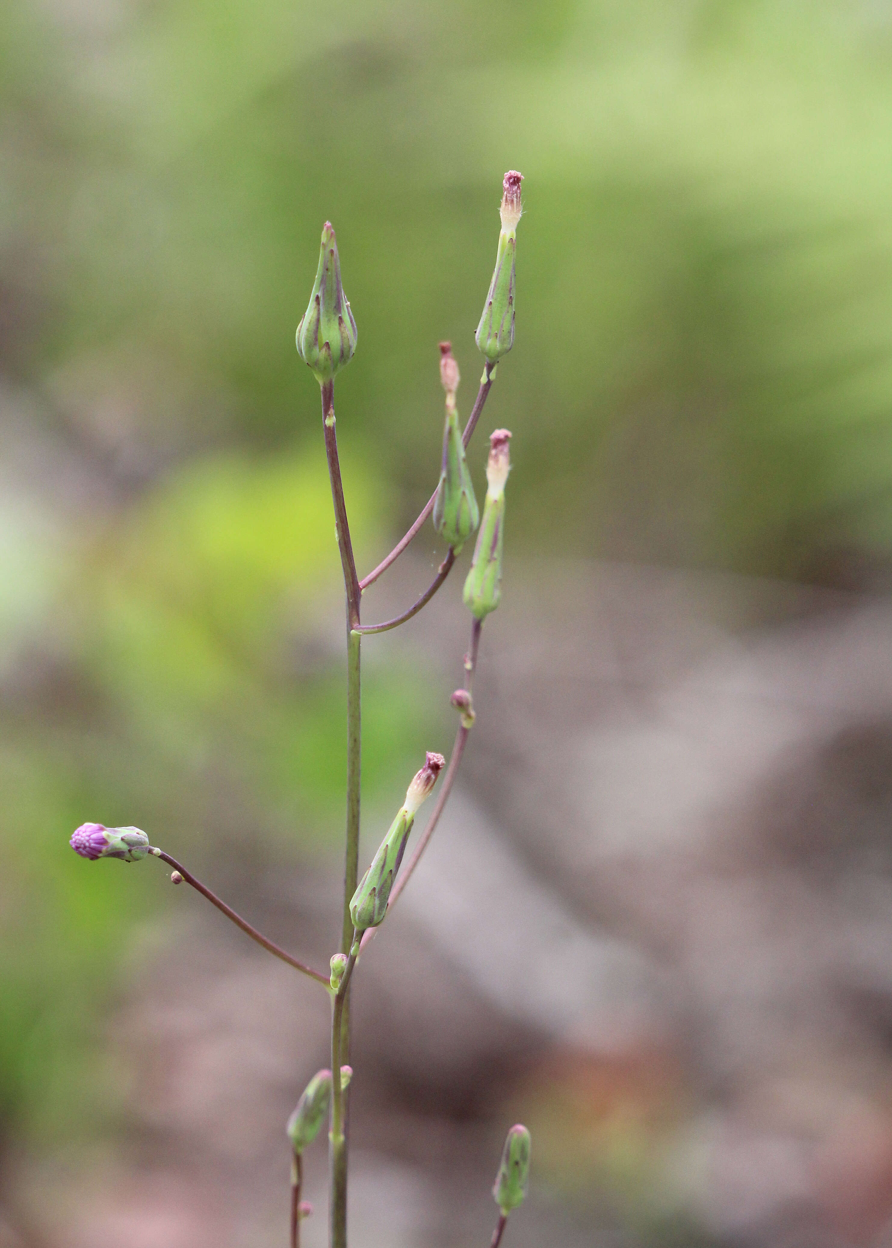 صورة Lactuca graminifolia Michx.