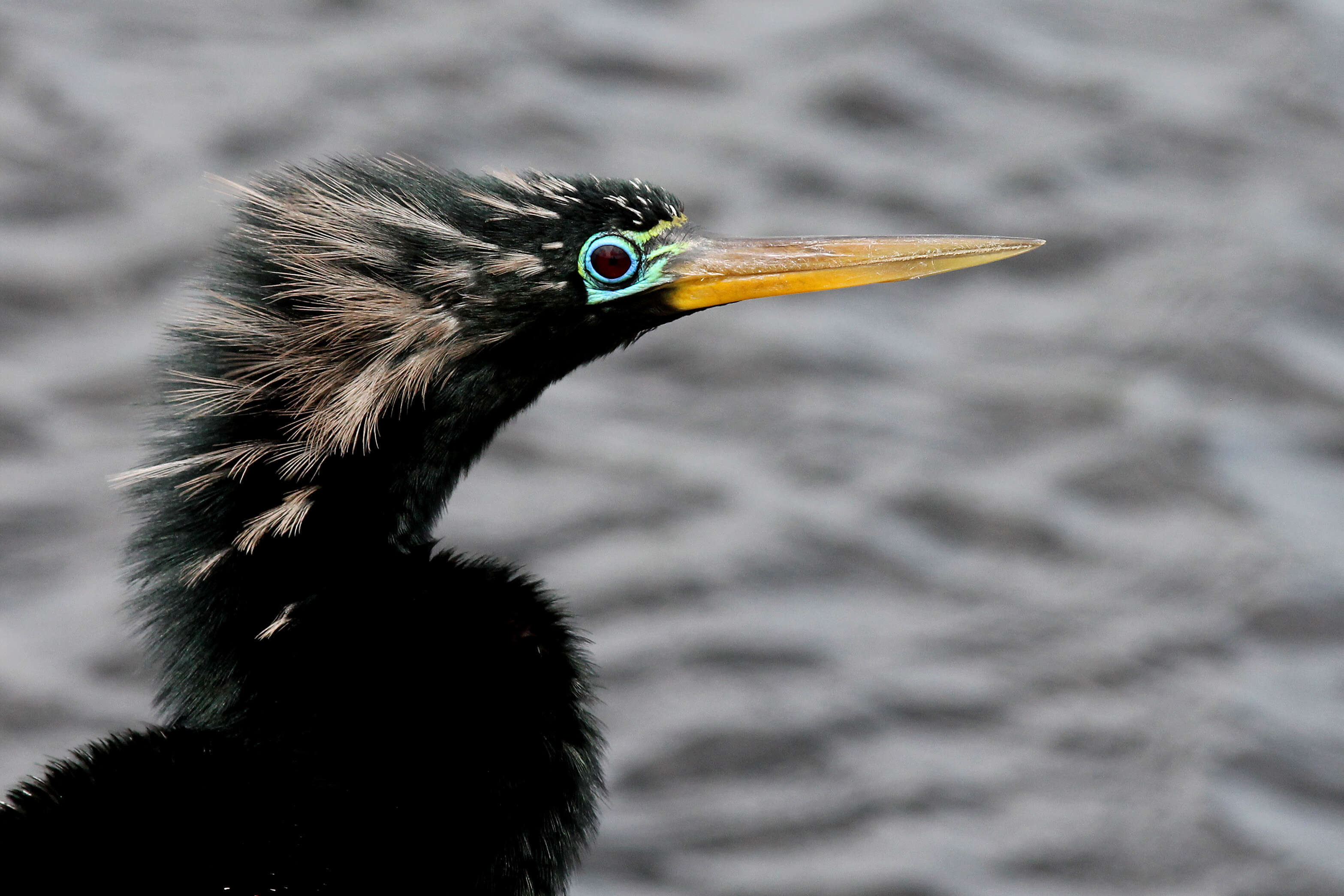 Image de Anhinga d'Amérique