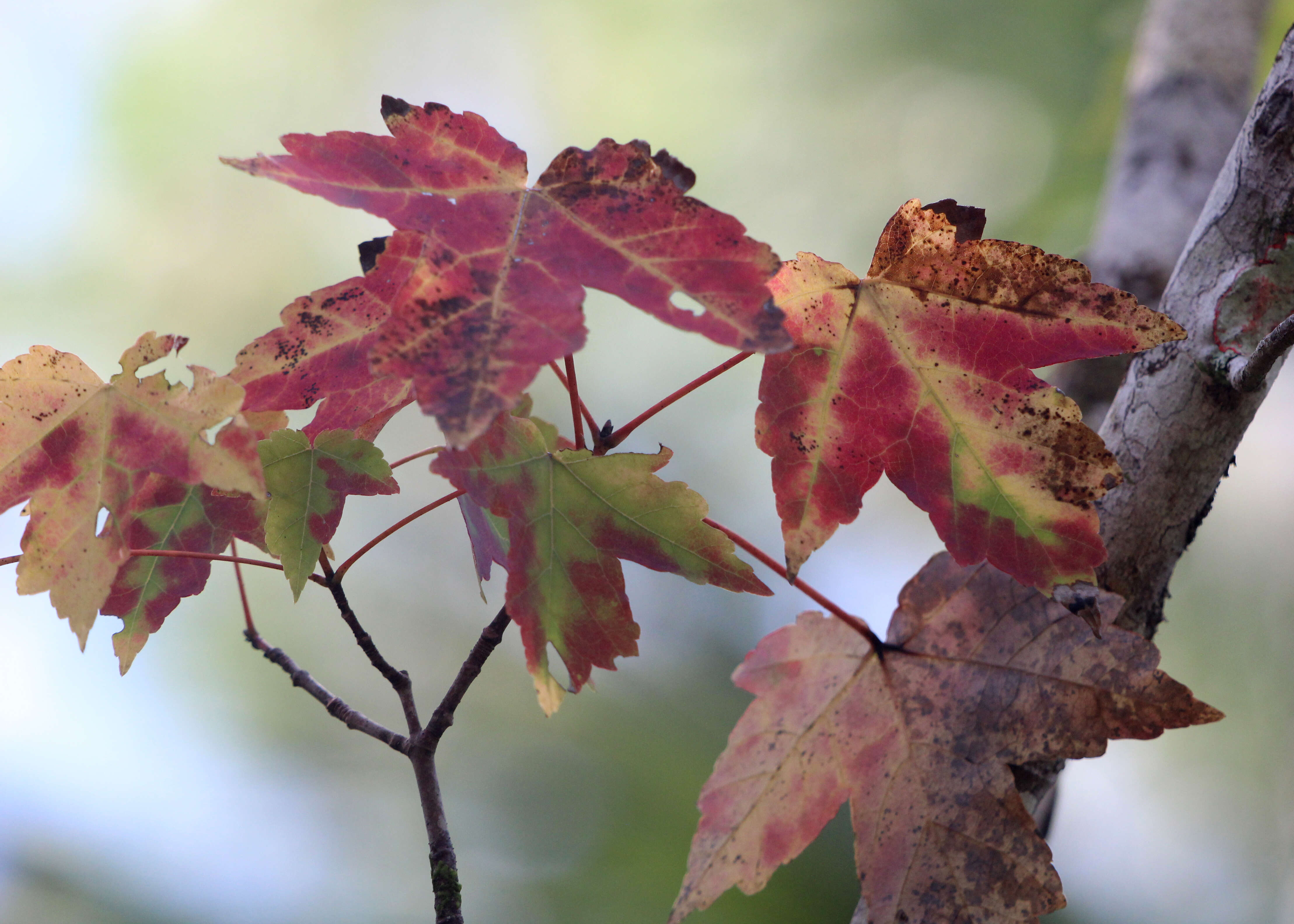 Image of Red Maple