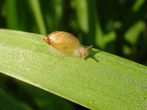 Image of Ambersnails