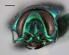 Image of Chrysobothris sexpunctata (Fabricius 1801)