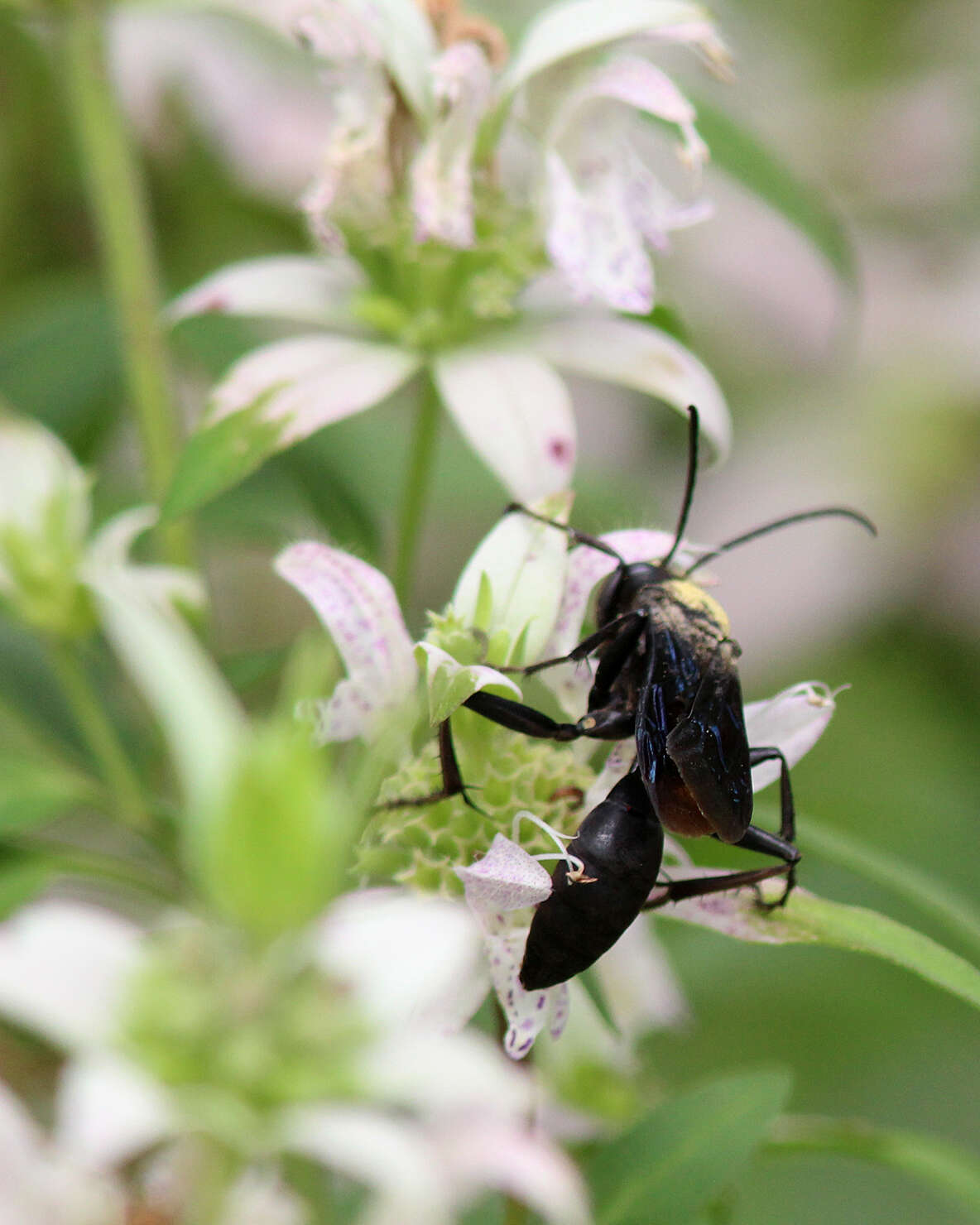 Image of Great Black Wasp