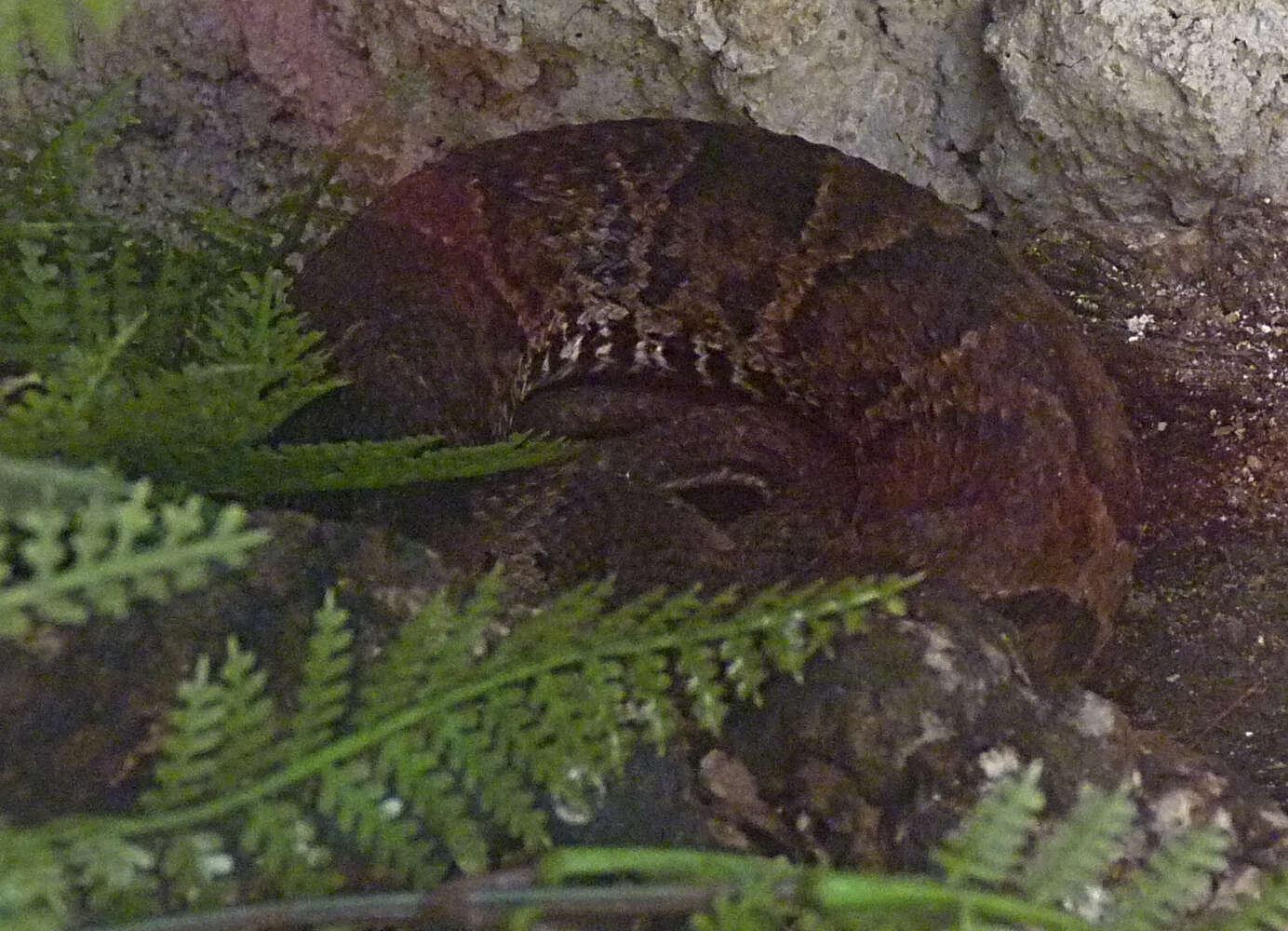 Imagem de Bothrocophias campbelli (Freire-Lascano 1991)