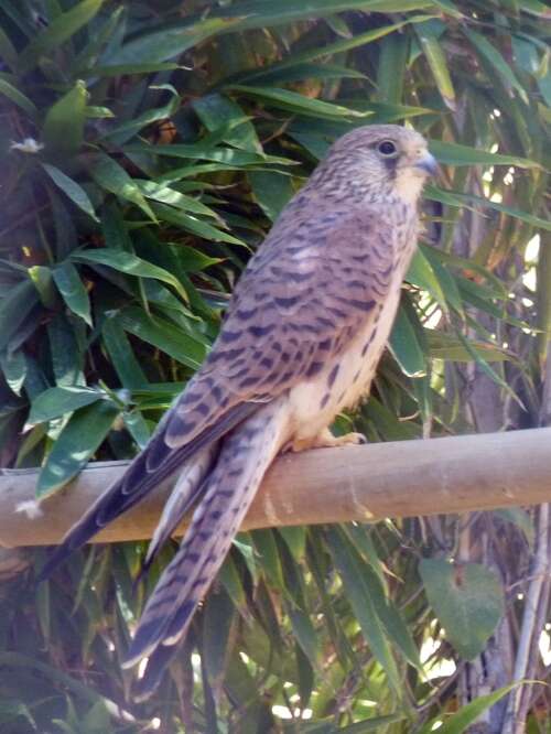 Image of Lesser Kestrel