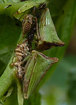 Image of Ennya ecuadorensis Fowler