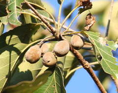 Image de Terminalia bellirica (Gaertn.) Roxb.