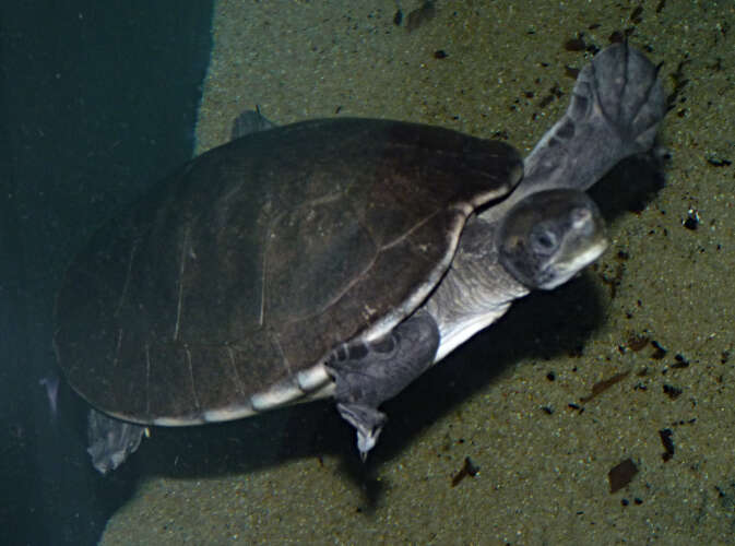 Image of river turtles