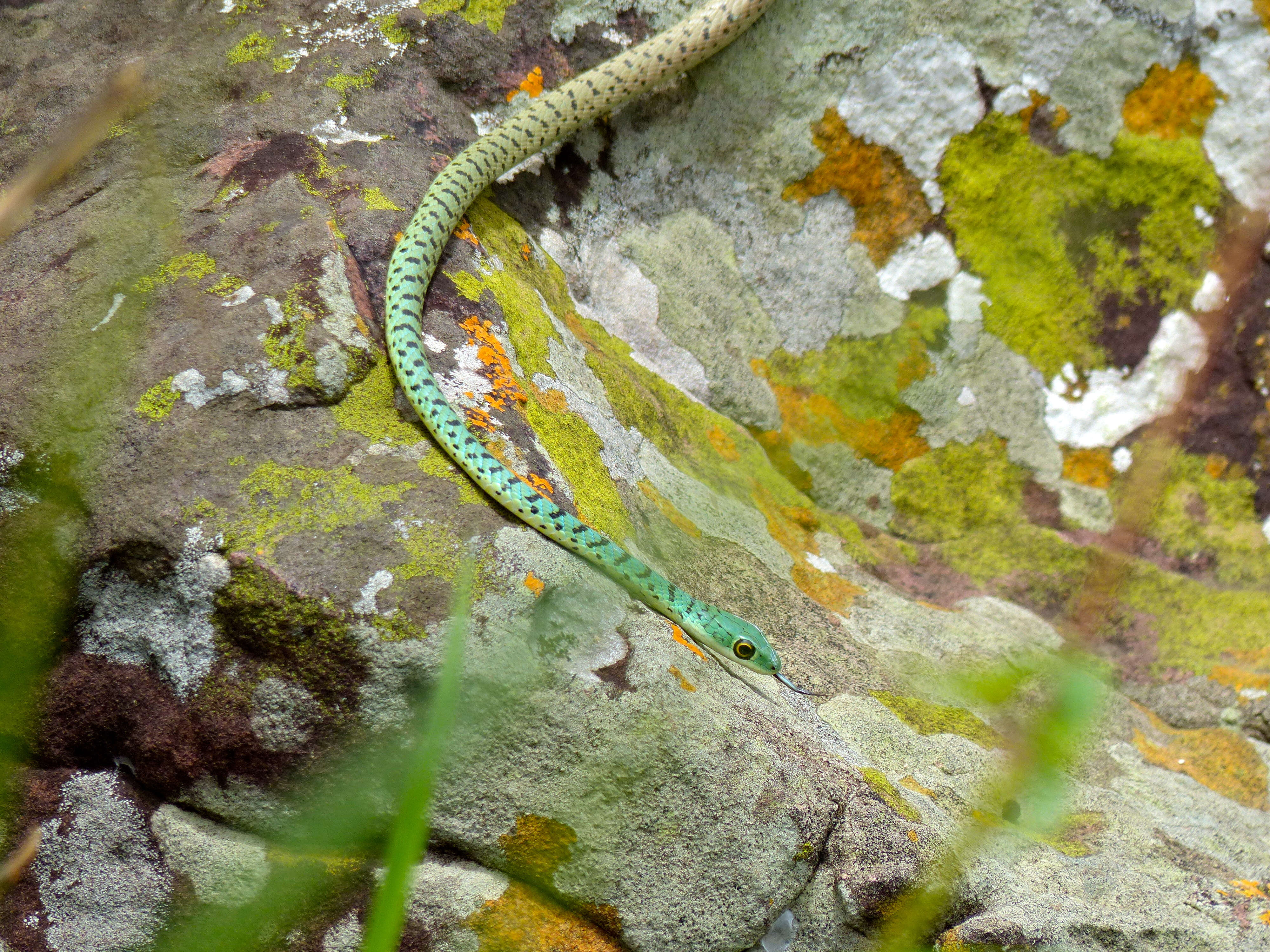 Слика од Philothamnus semivariegatus (A. Smith 1840)