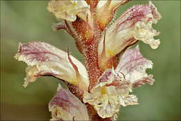 Image of clover broomrape