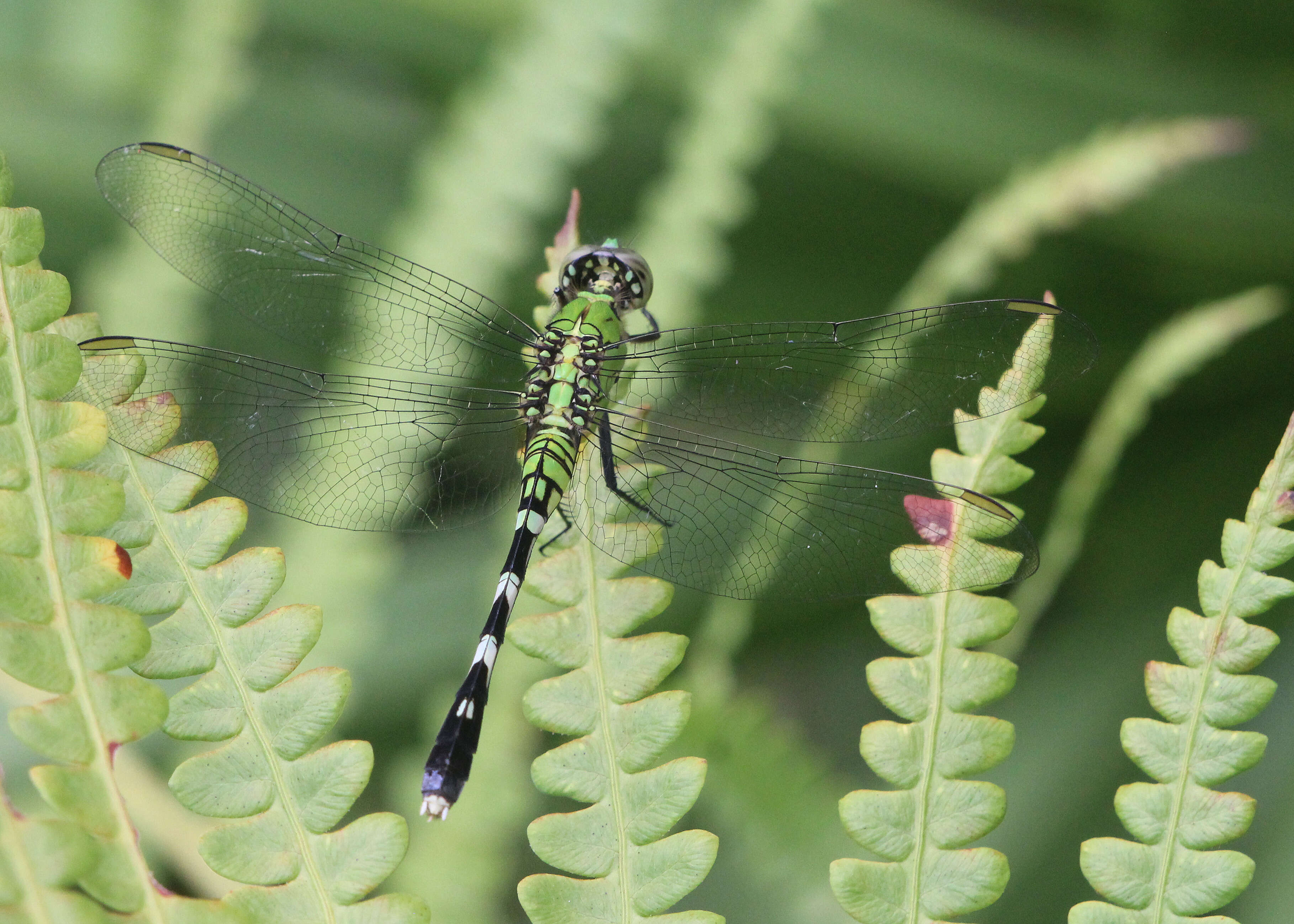 Image of Eastern Pondhawk