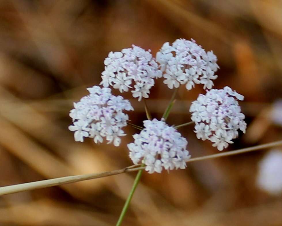 Image of Pimpinella tomentosa Dalz. ex C. B. Cl.