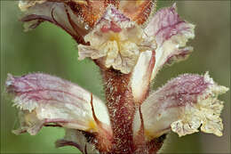 Image of clover broomrape