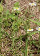 Image of prairie fleabane