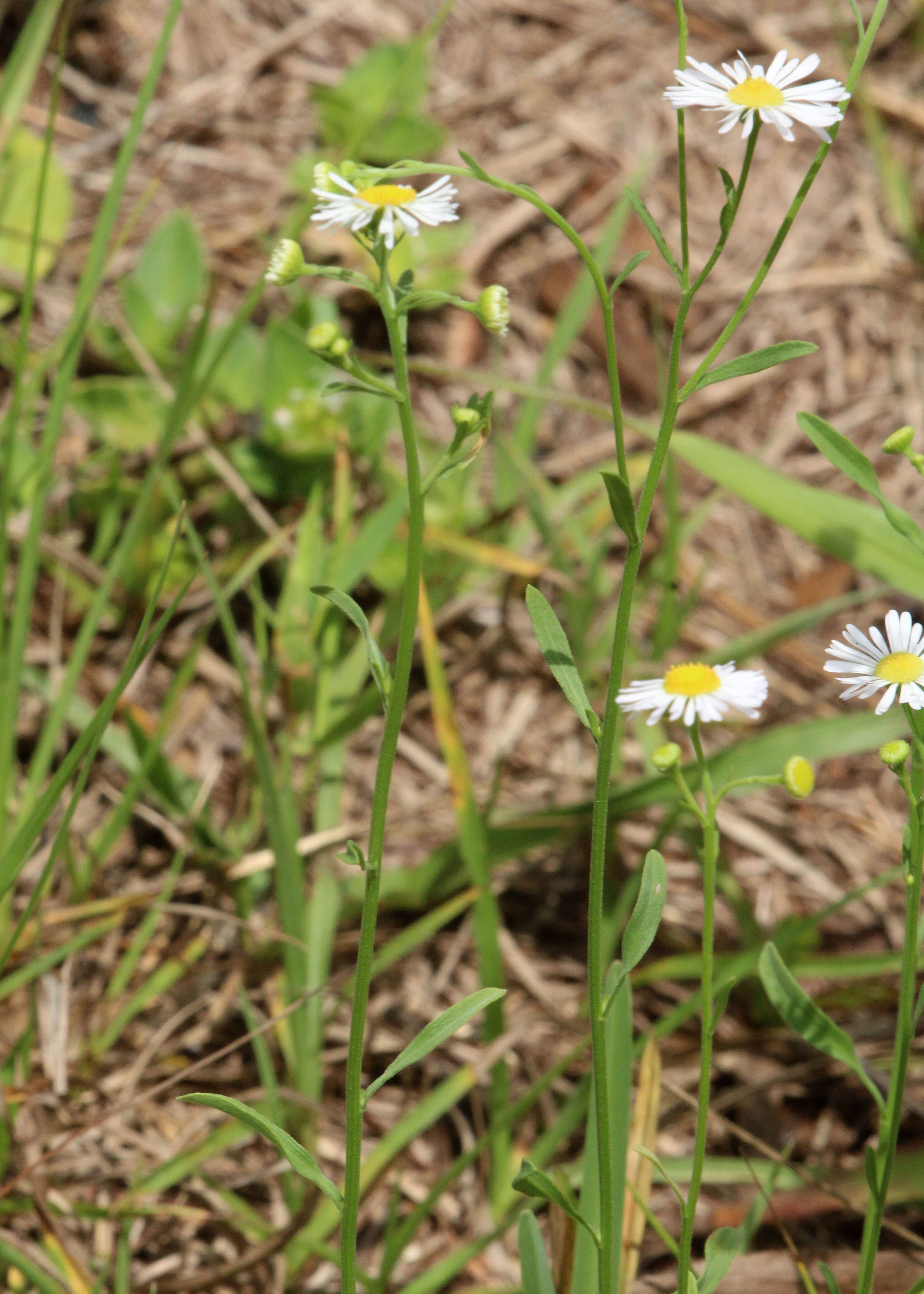 Image of prairie fleabane