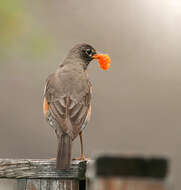 Image of American Robin