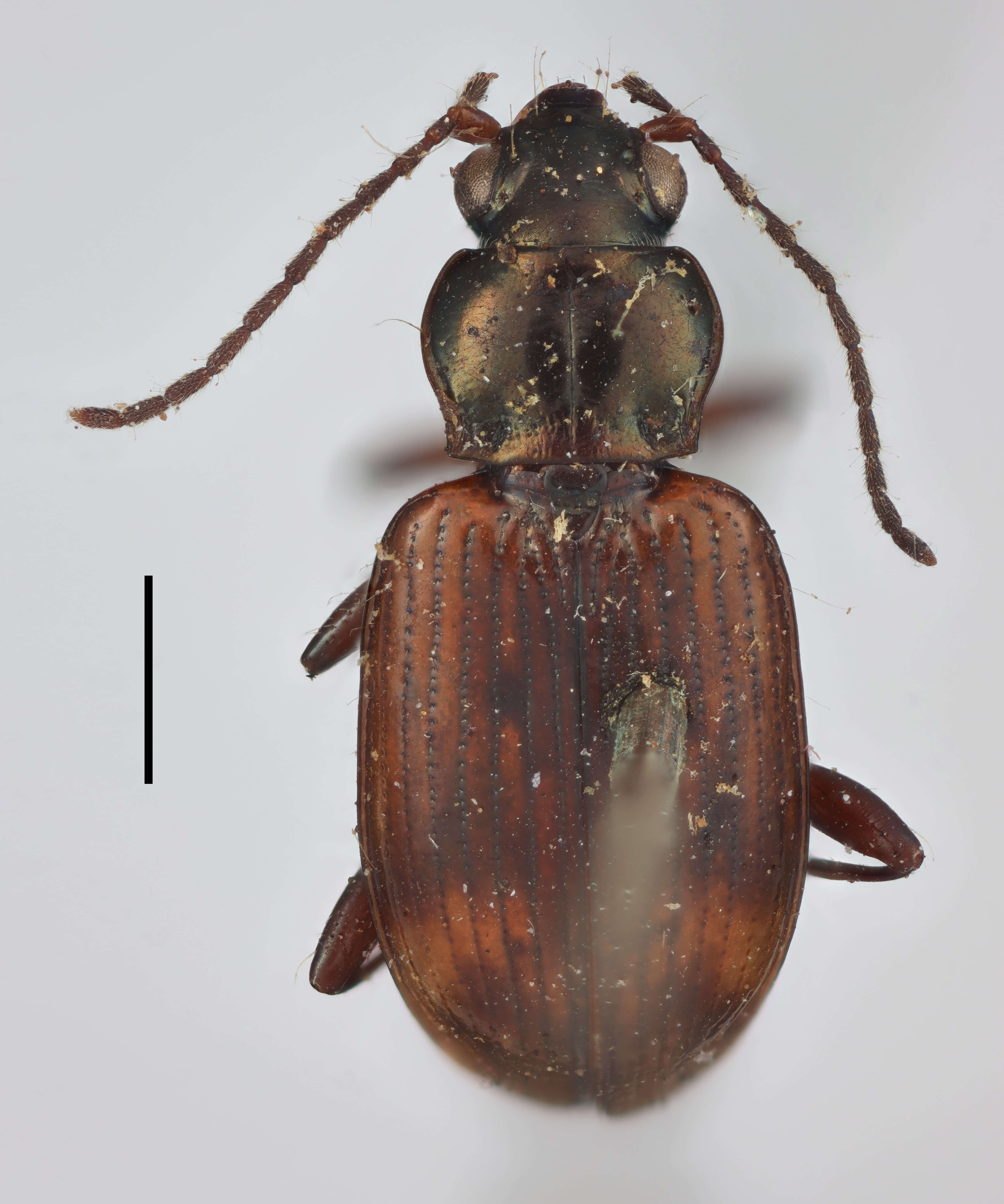 Image of Bembidion (Eupetedromus) tinctum Zetterstedt 1828